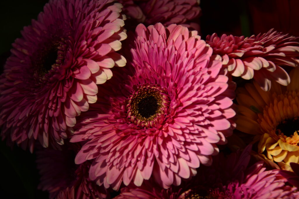 zdjęcie bukietu kolorowych kwiatów